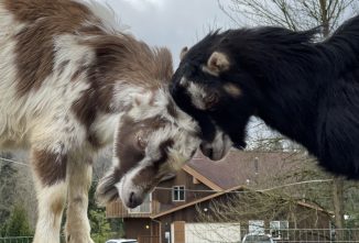 Miniature Goats in the City